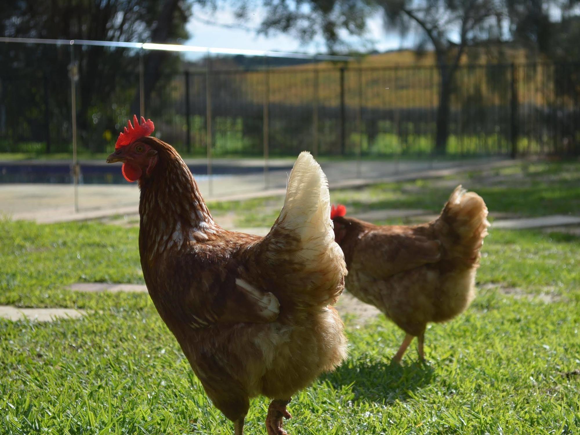 Amande Bed And Breakfast Mclaren Vale Bagian luar foto
